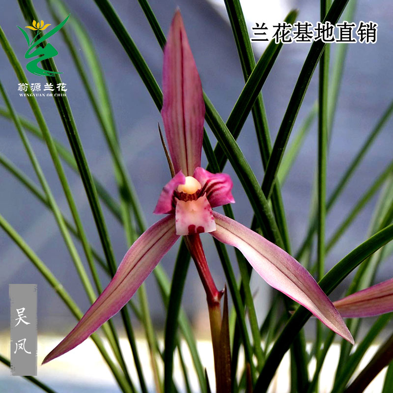 翁源兰花名贵高端春兰老种吴凤红艳开花浓香好养室内绿植花卉盆栽