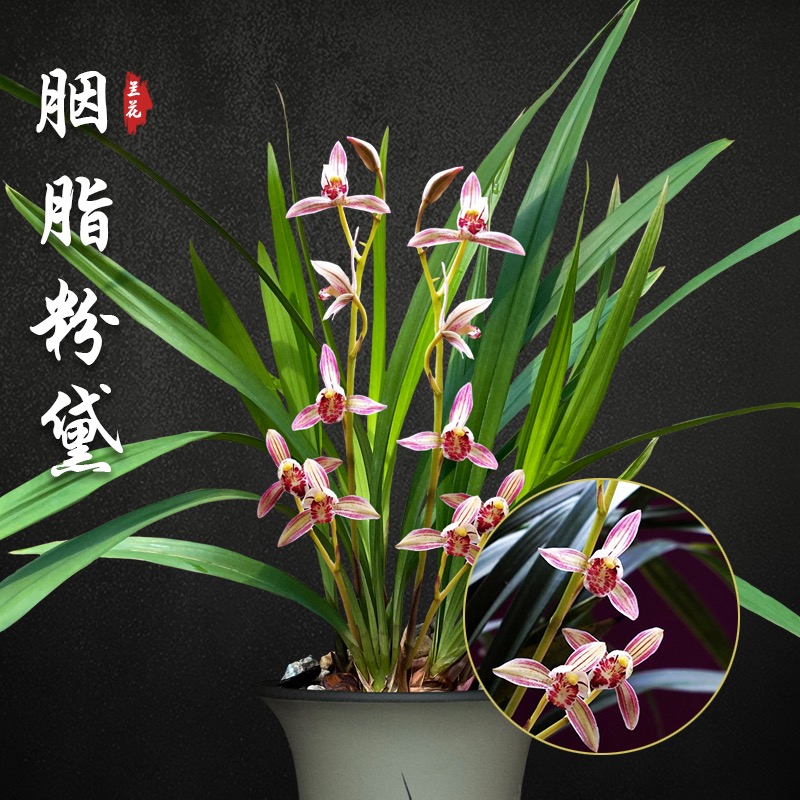翁源兰花喜花里【胭脂粉黛】四季建兰夏秋花期好养浓香绿植花卉盆栽
