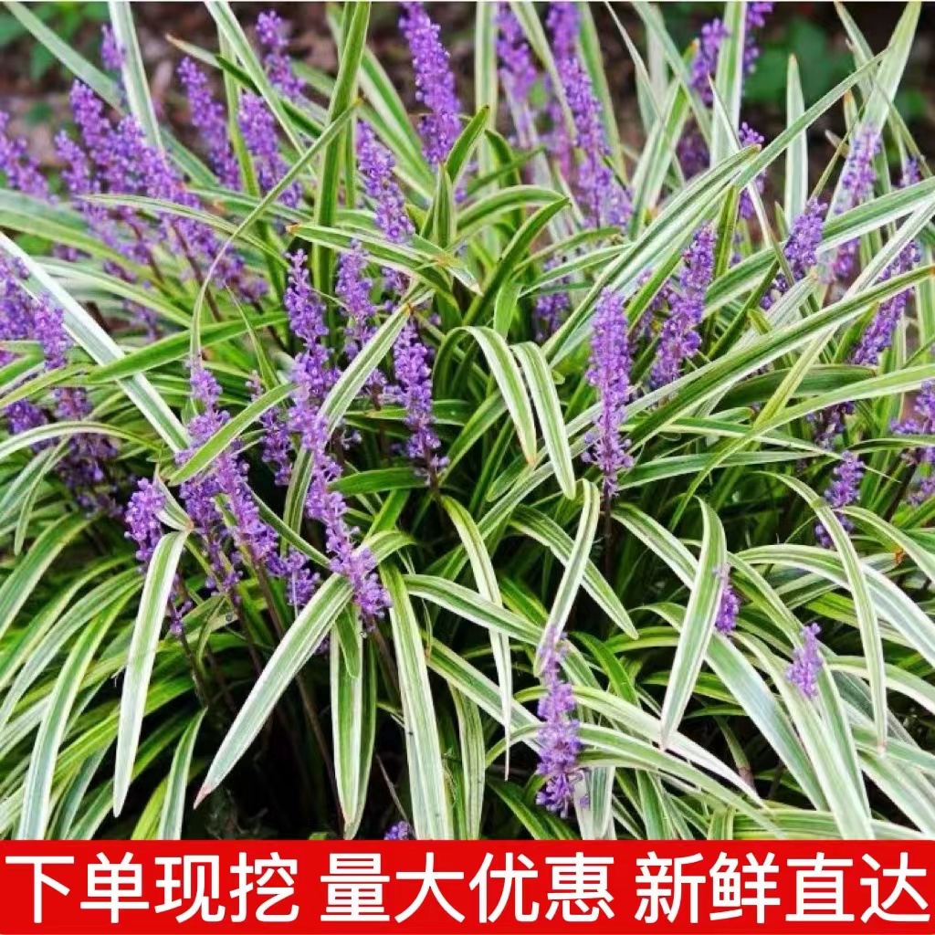 四季常青玉龙草金边麦草耐寒庭院地被植物葱兰苗大花萱草苗鸢尾苗