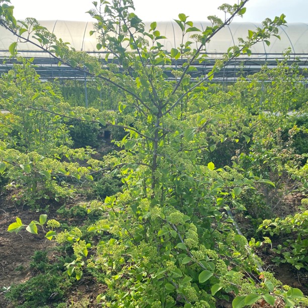 木绣球麻球花量大庭院栽植