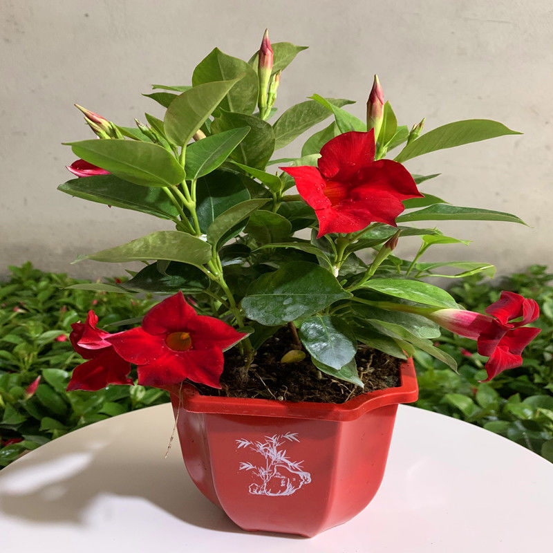 飘香藤绿植盆栽花卉四季开花植物室内阳台爬藤植物庭院双喜藤花苗