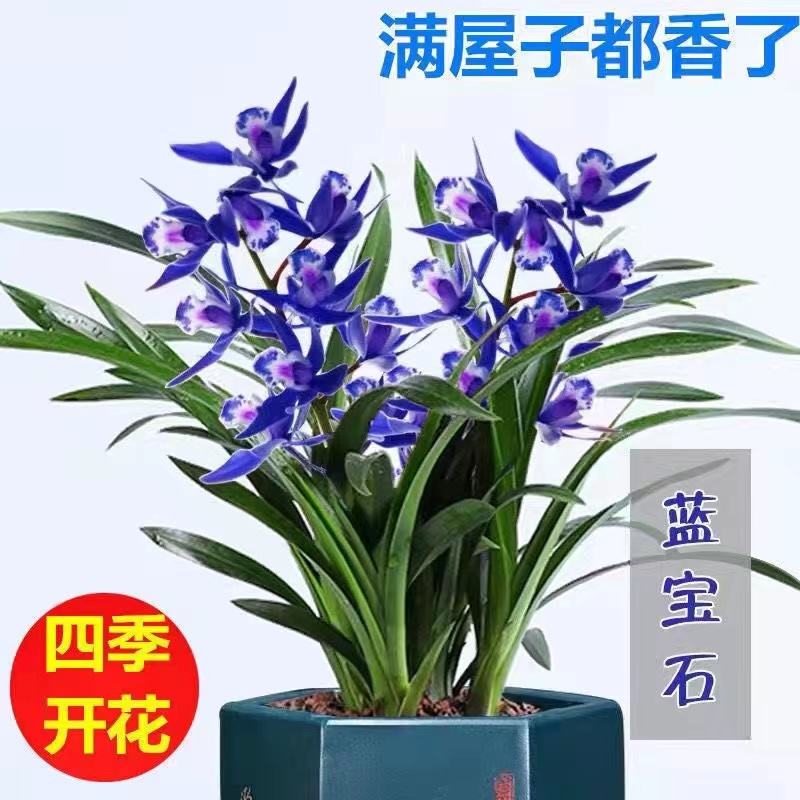 兰花苗醉美人浓香 红贵妃矮种四季兰花 墨兰香妃兰花盆栽室内植物
