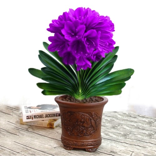 君子兰盆栽带花苞小苗盆景花卉宽叶精品植物室内易活绿植圆紫色