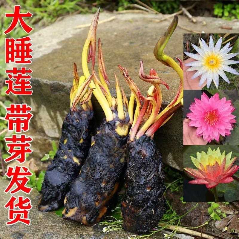 【买一送一】大睡莲池塘鱼缸睡莲根块带花苞四季盆栽水培植物庭院