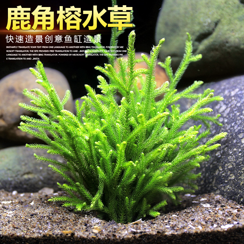 鹿角榕懒人活水草无土耐活耐低温苔藓鱼缸生态瓶雨淋缸造景阴性