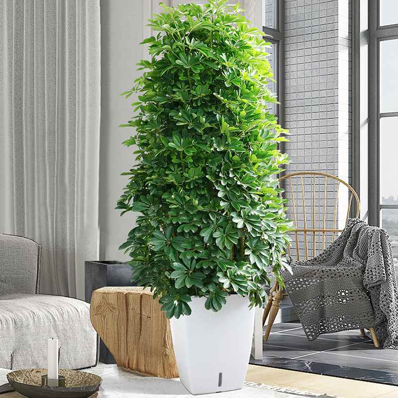鸭木七叶莲发财树八方来财鹅掌柴盆栽办公室客厅大型绿植物盆景