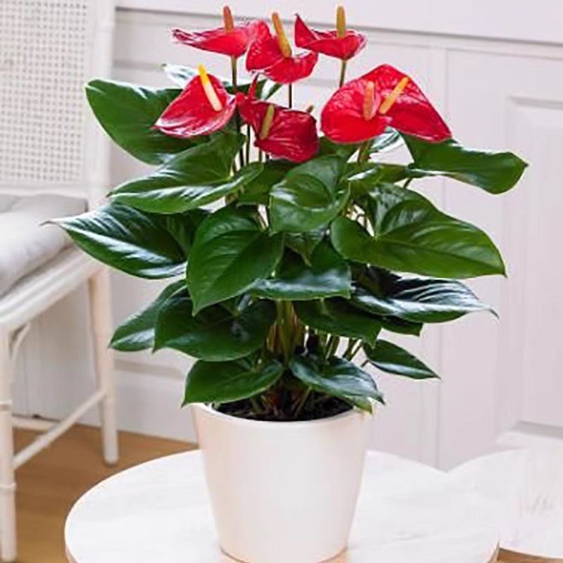 红掌白掌盆栽水培植物室内花卉好养一帆风顺大盆绿植鸿运当花苗大
