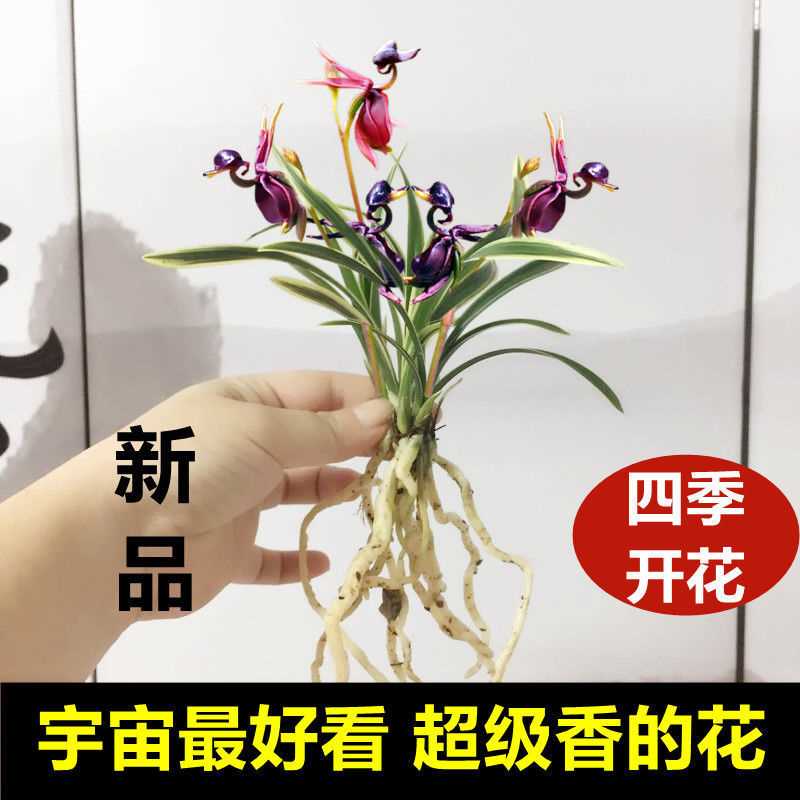 四季开花浓香型兰花苗金边矮种线艺当年开花名贵室内花卉盆栽