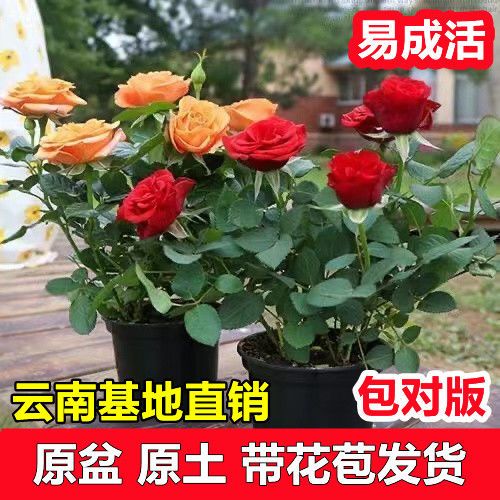 玫瑰花苗盆栽带花苞四季开花好养易活绿植物室内外阳台花卉月季苗