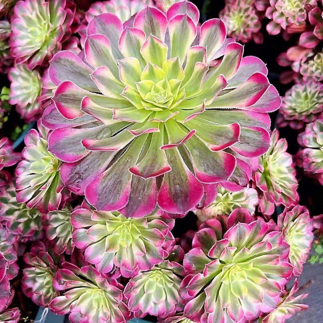 红铜壶超白锦法师 多肉植物组合三仙多肉植物绿植花卉盆栽