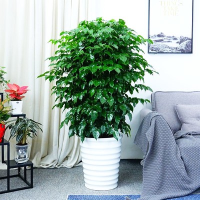幸福树盆栽植物四季常青办公室内好养盆景净化空气吸甲醛桌面绿植
