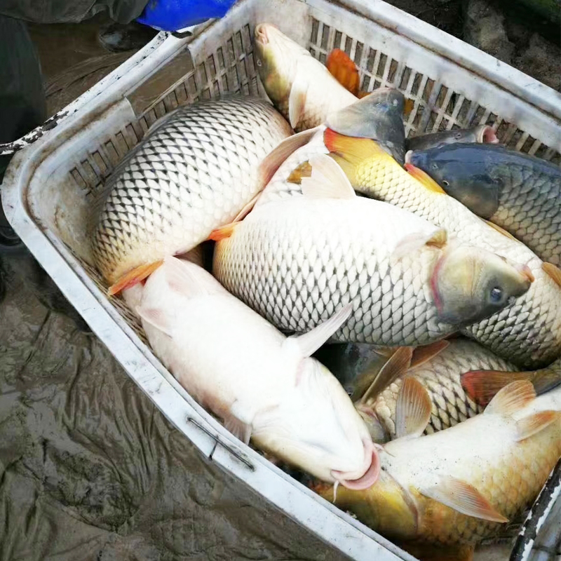 丰产鲤 建鲤 鲤鱼 广西福瑞鲤鱼   水族活体鱼