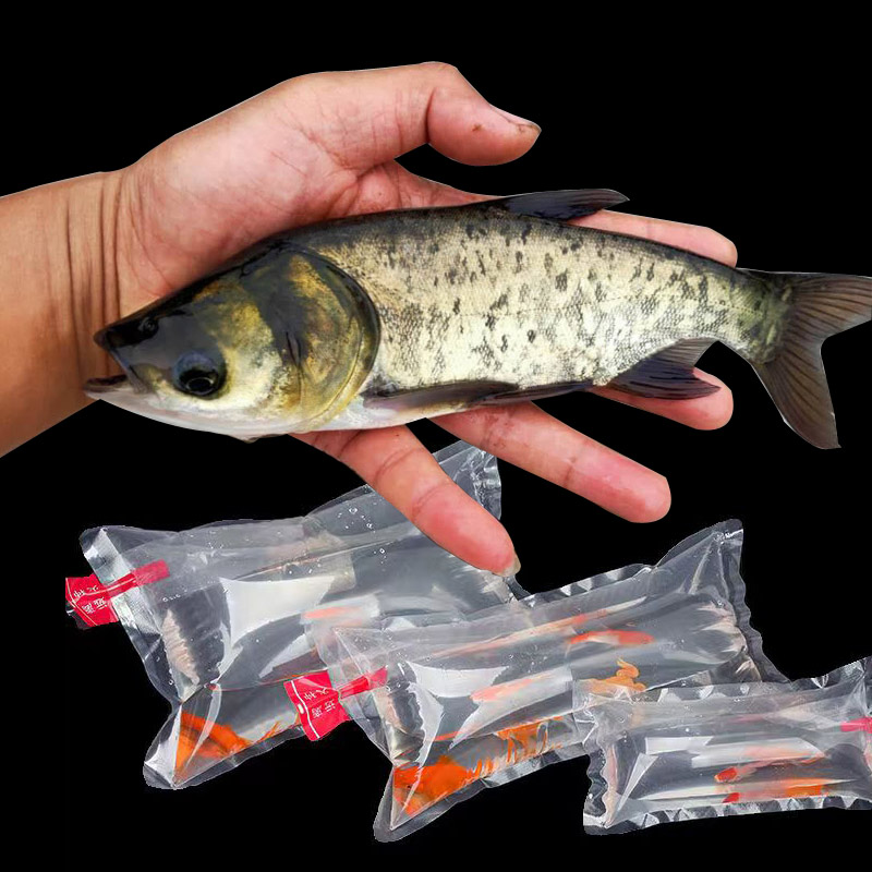 大头鱼 花鲢胖头  黑鲢 鲢鳙鱼 水族  淡水鱼活体