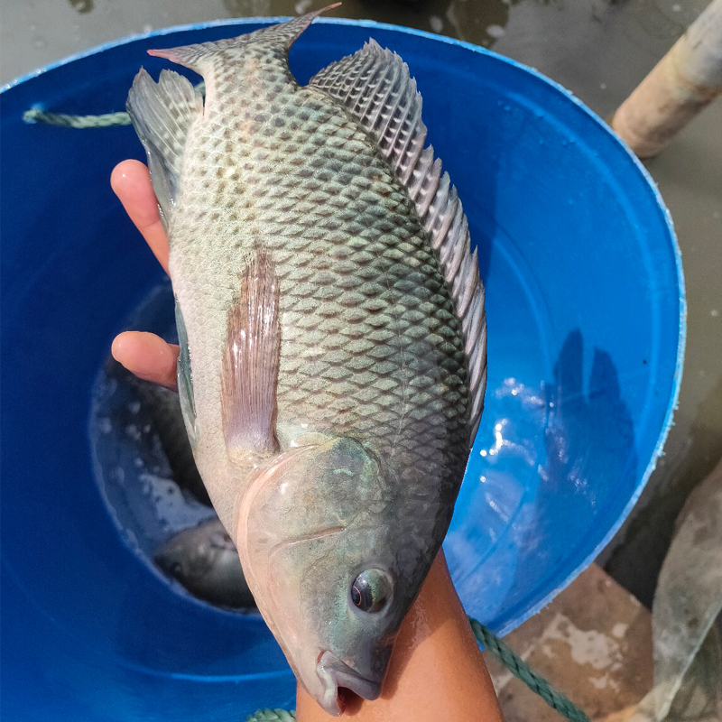 罗非鱼 海南一号 福寿鱼 宠物观赏鱼水族活体