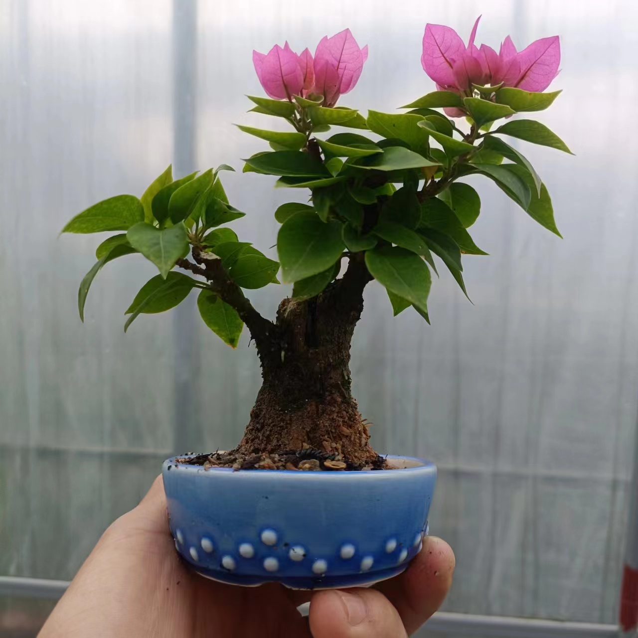 精品三角梅茶桌老桩意境盆景