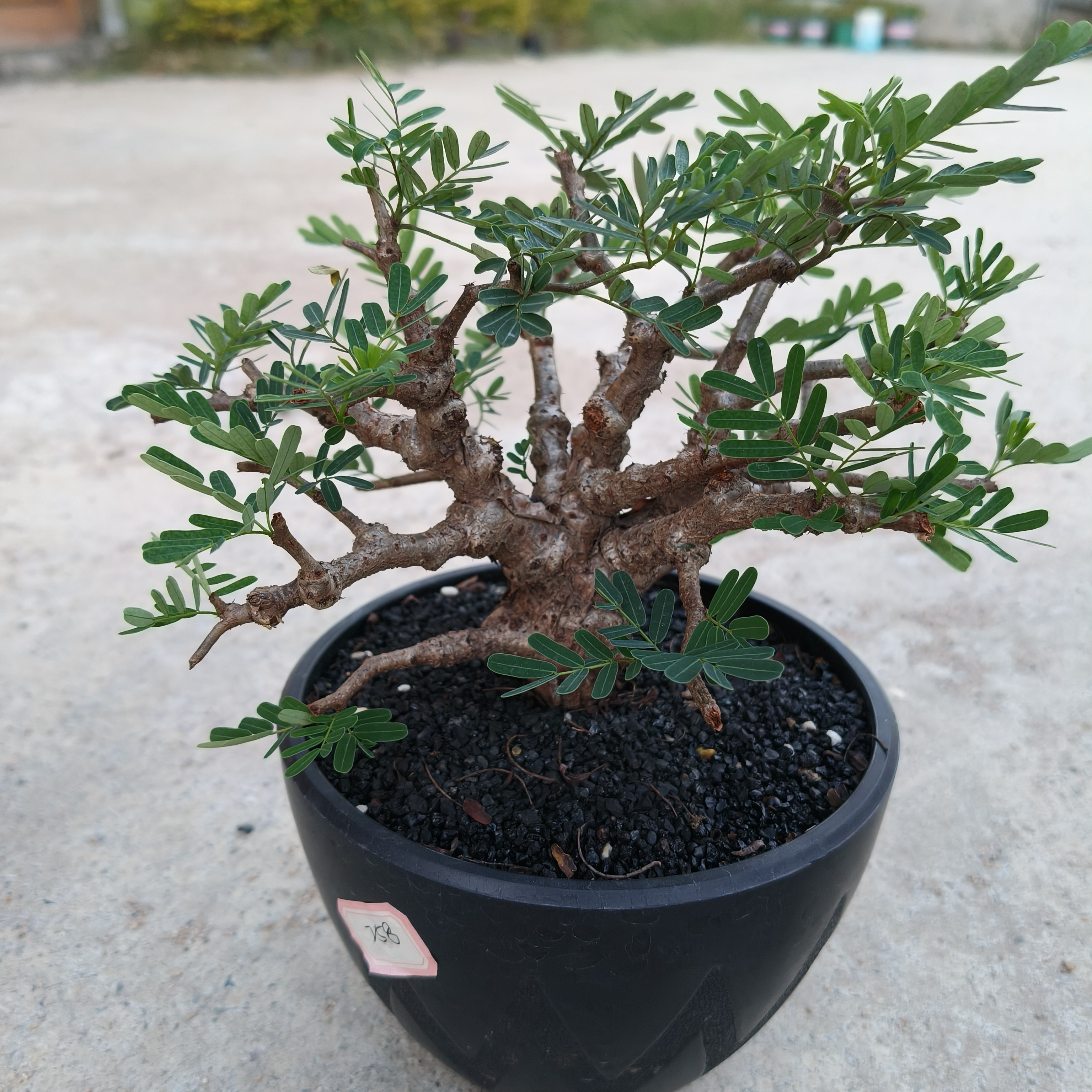 沙漠苏木 豆科 块根 绿植盆栽一物一拍多肉植物小盆栽仙人球