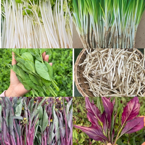 四川农家应季新鲜组合白红菜苔折耳根血皮菜芹菜葱黄组合