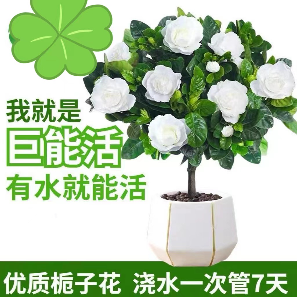 浓香型独杆四季栀子花花苞室内阳台开花盆栽除甲醛花卉绿植好养