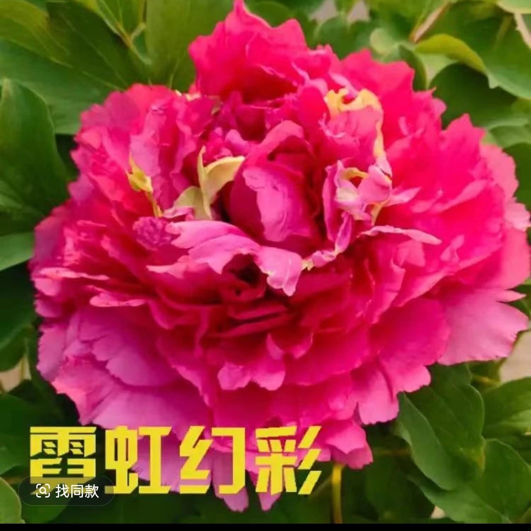 【霓虹幻彩】菏泽观赏牡丹对版发货栽苗栽植种植生长植株