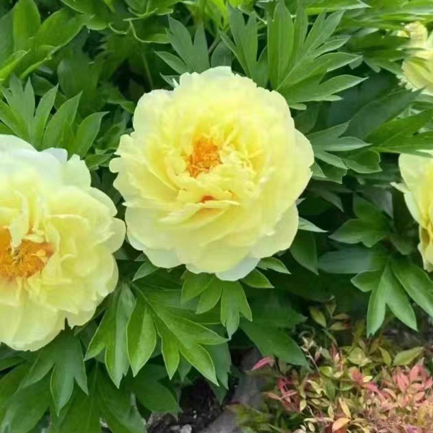 【 巴次拉】菏泽观赏牡丹对版发货栽苗栽植种植生长植株