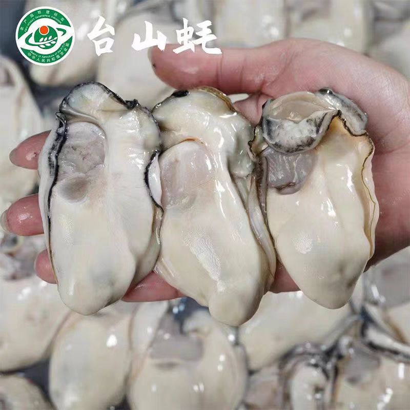 【现开台山野生白蚝肉一罐】当天现开台山地标野生白蚝肉鲜甜脆口无渣罐装