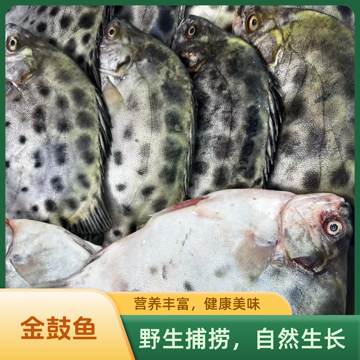 金鼓鱼  渔船新鲜捕捞肉质鲜嫩 营养价值高 清蒸 煲鱼汤 顺丰包邮