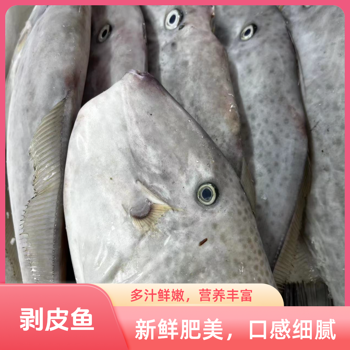 剥皮鱼 耗儿鱼 新鲜肉质鲜美 香煎 油炸 营养价值 顺丰包邮