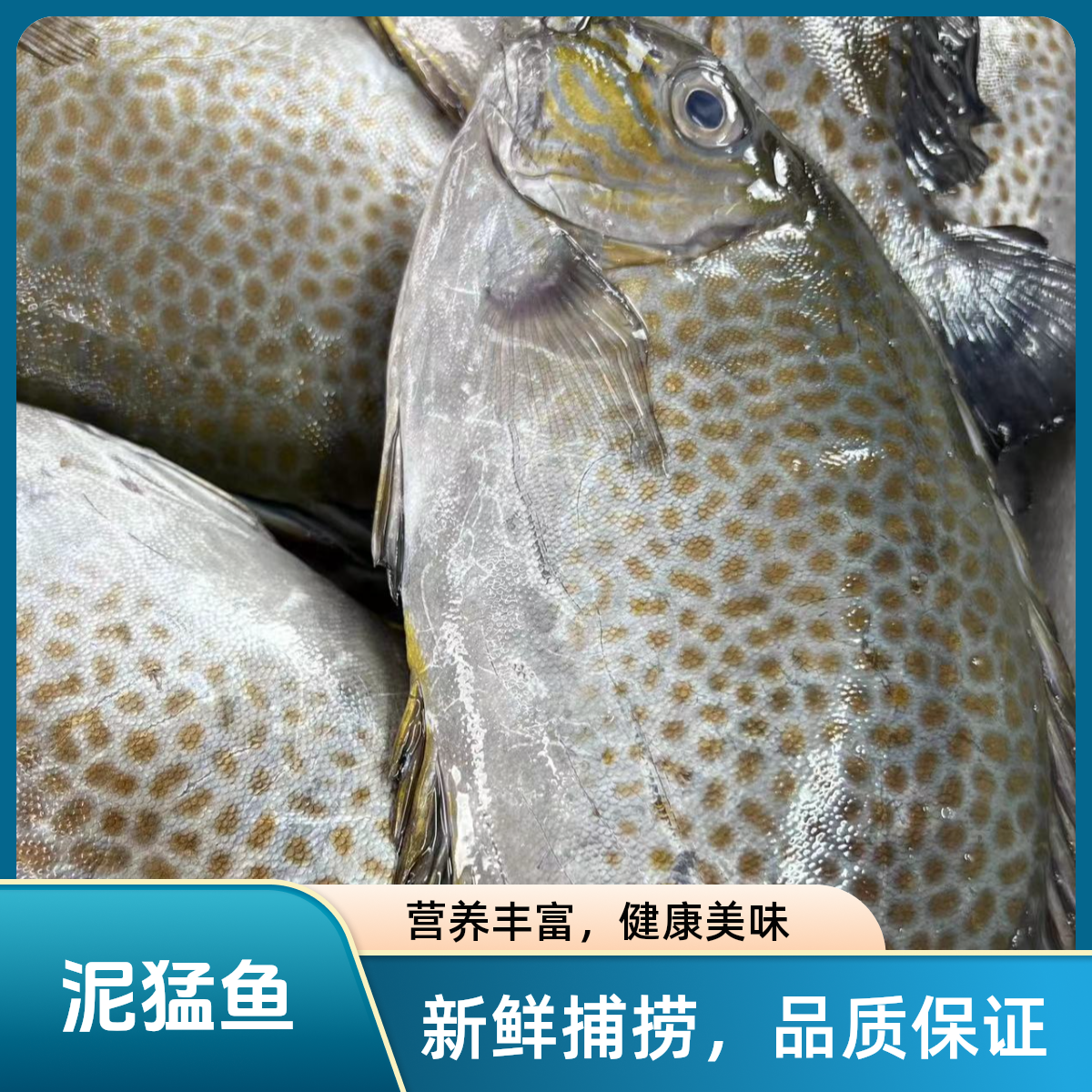 泥猛鱼新鲜海鱼肉质鲜美 风味独特 营养较为丰富 具较高经济价值