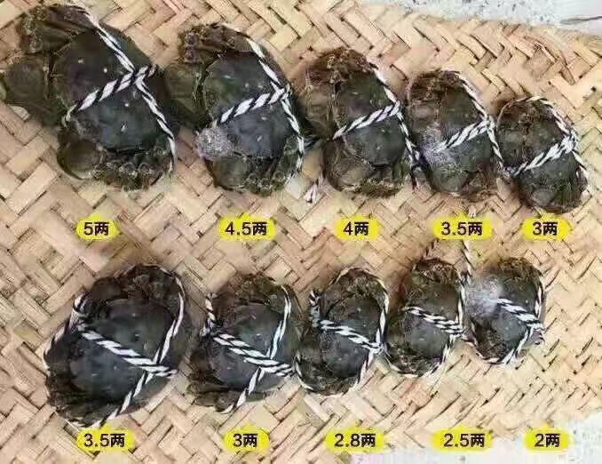 【全母蟹】淳清螃蟹3斤150元
