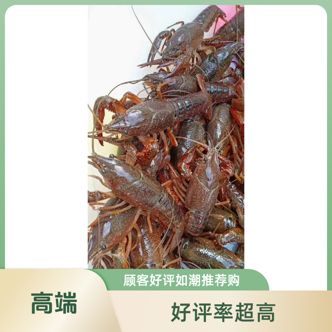 鲜活小龙虾【淳清】中虾3斤
