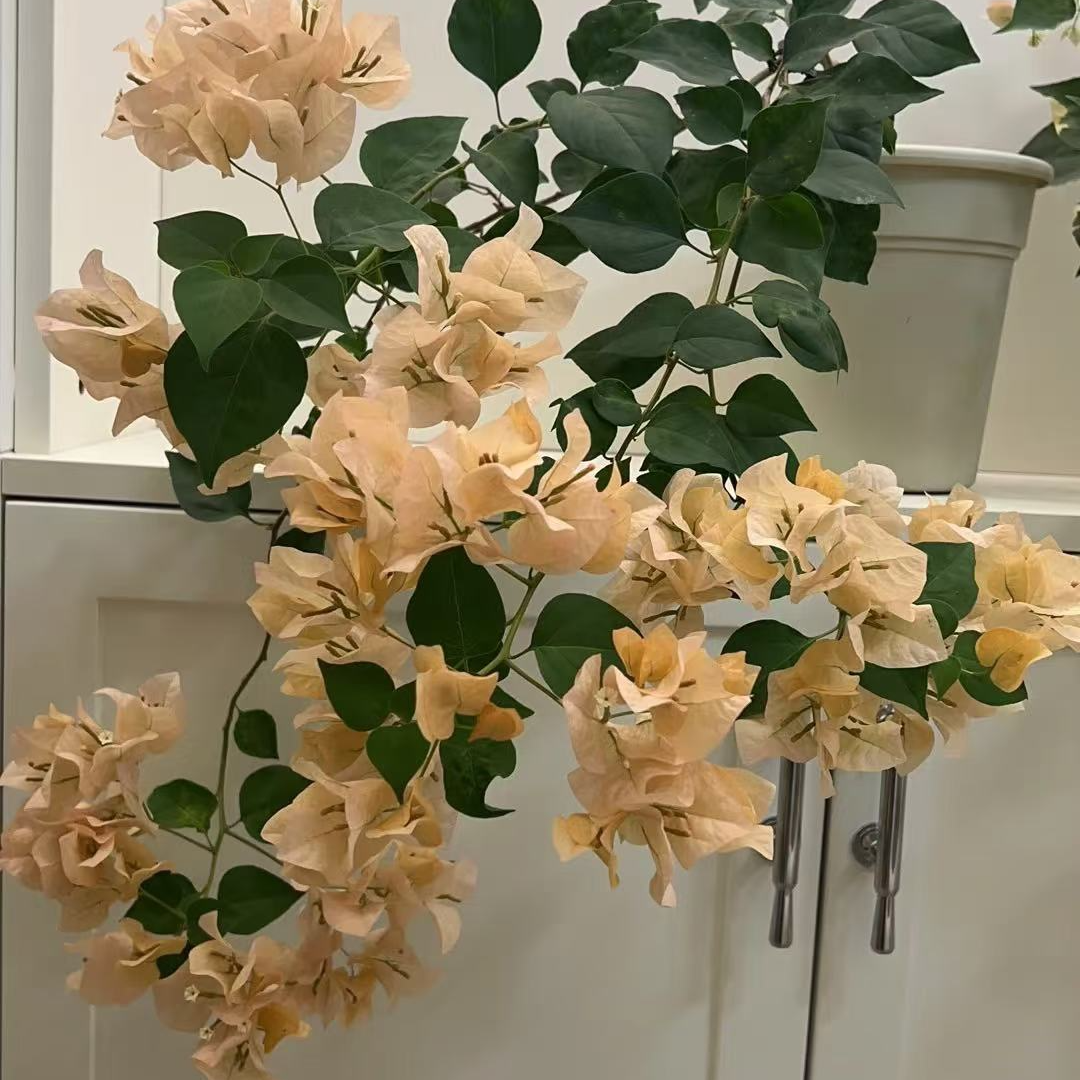 奶昔三角梅福利盆栽四季花卉庭院爬藤阳台景观