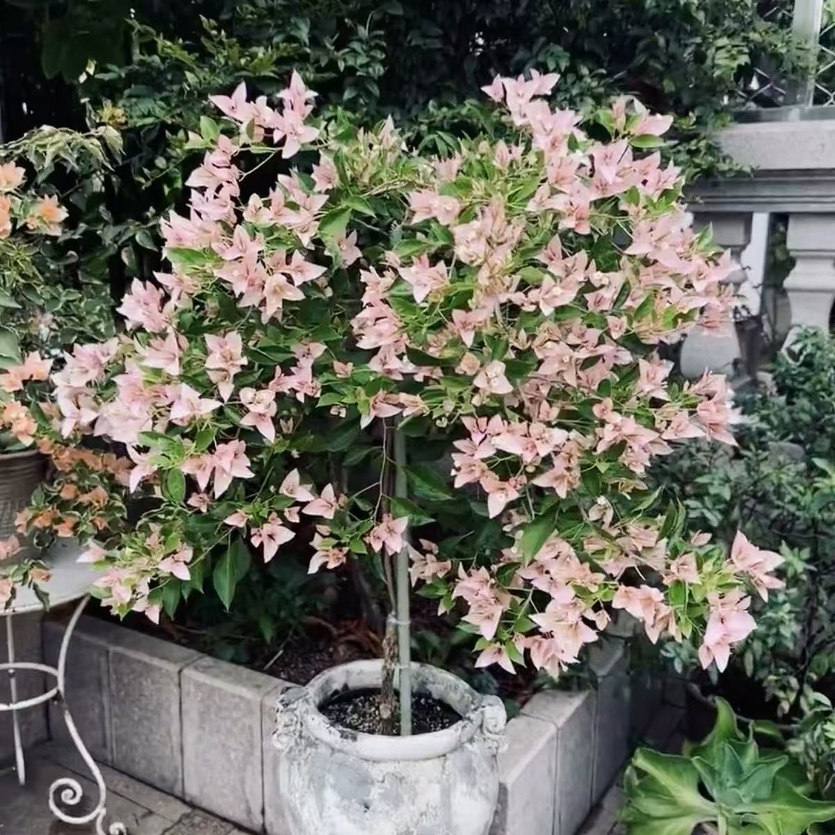 婆罗洲樱花三角梅盆栽四季花卉庭院爬藤阳台景观