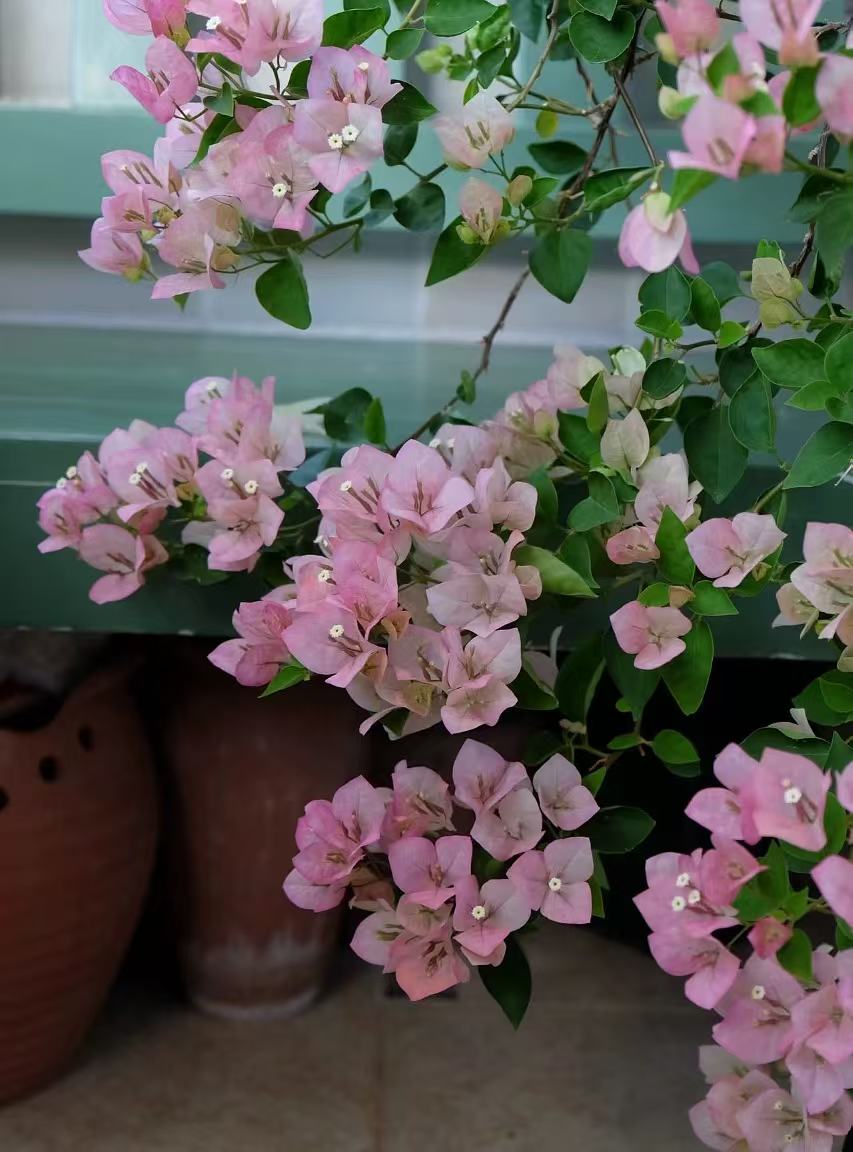 绿叶五宝三角梅盆栽四季花卉庭院爬藤阳台景观