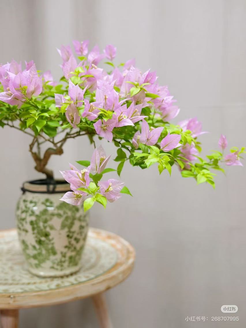 【粉红豹】三角梅带花盆栽四季花卉庭院爬藤阳台景观