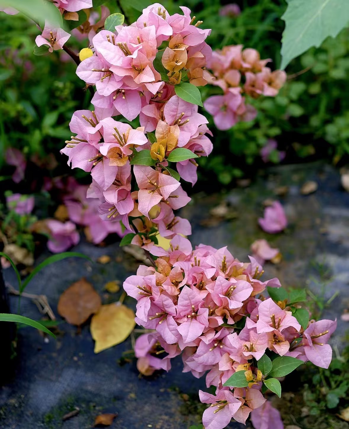 「金发女郎袋苗」三角梅包对版