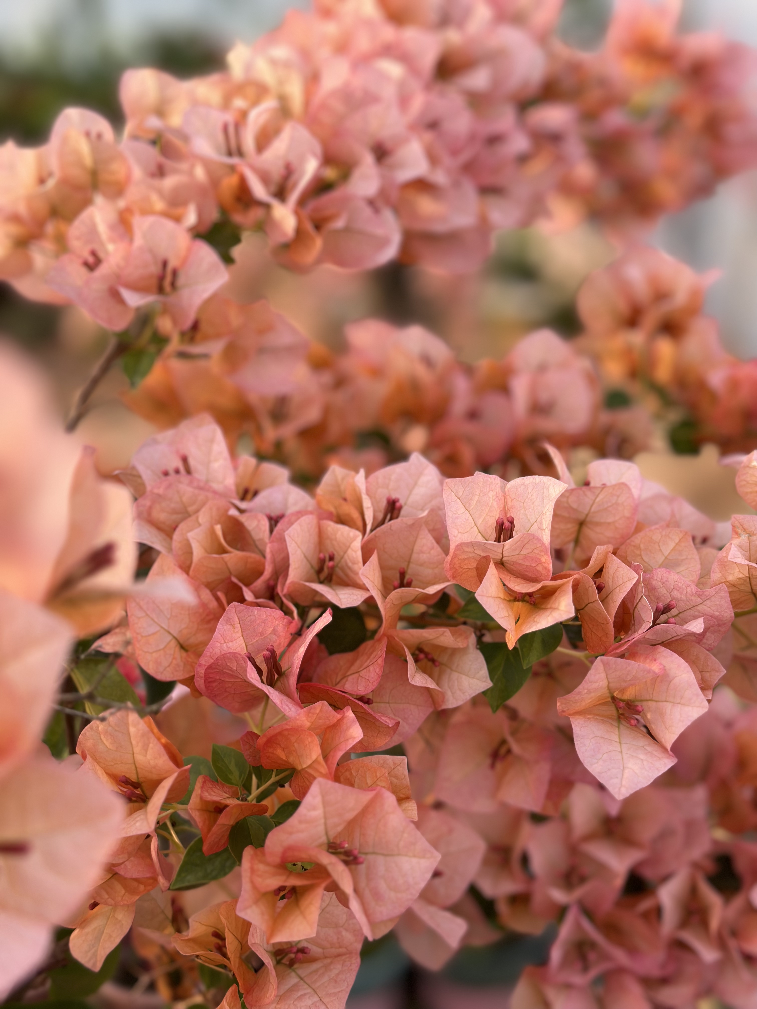 【日落 高杆棒棒糖】三角梅盆栽四季花卉庭院爬藤阳台景观