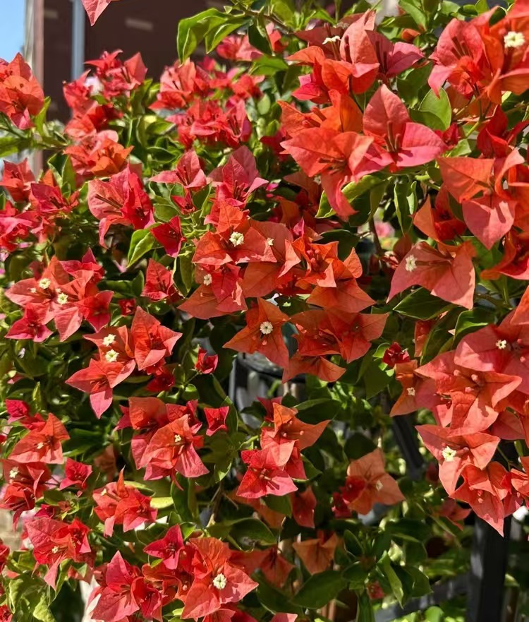 佩德罗三角梅盆栽四季花卉庭院爬藤阳台景观