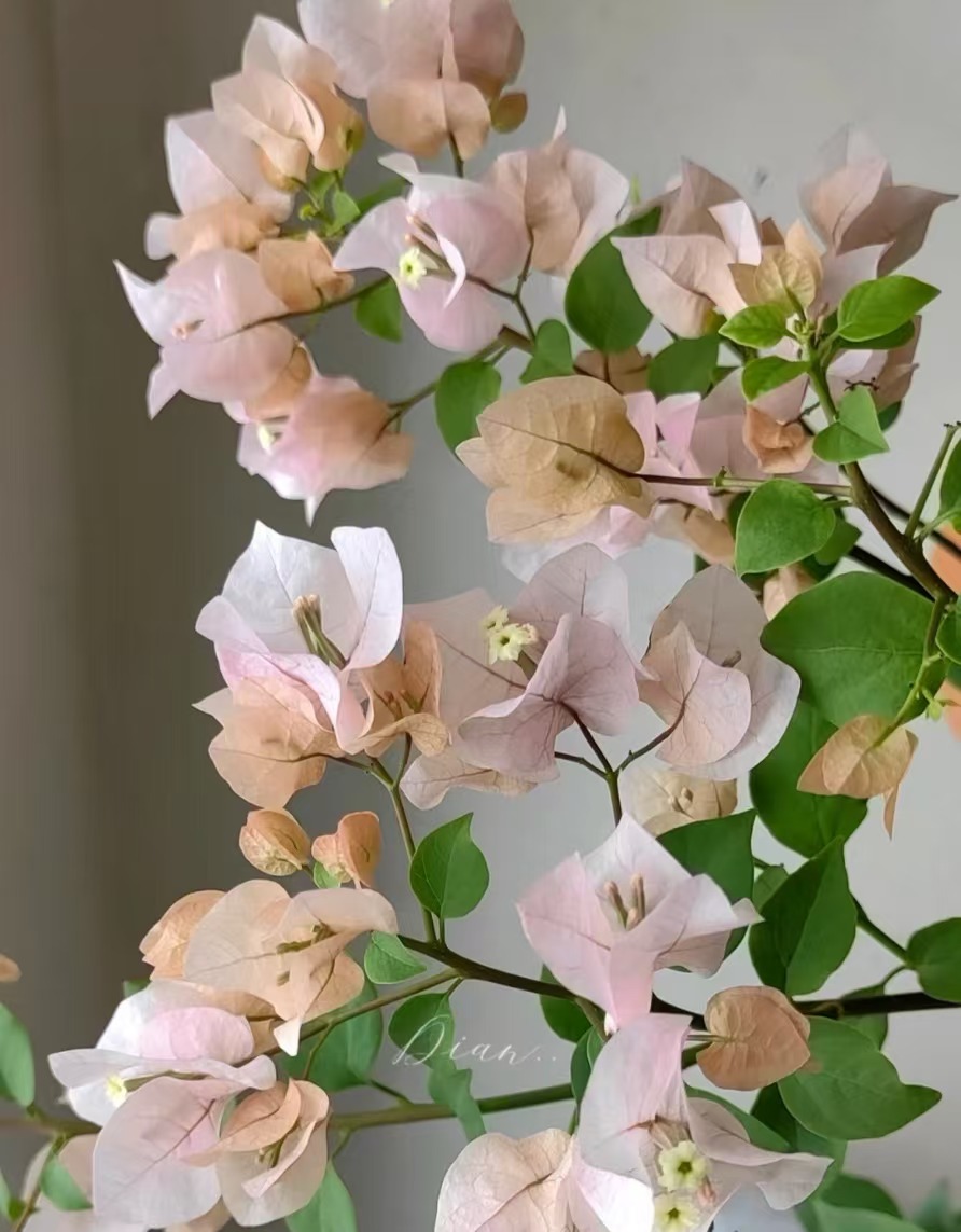 「阿达的喜悦」三角梅盆栽庭院爬藤阳台飘枝