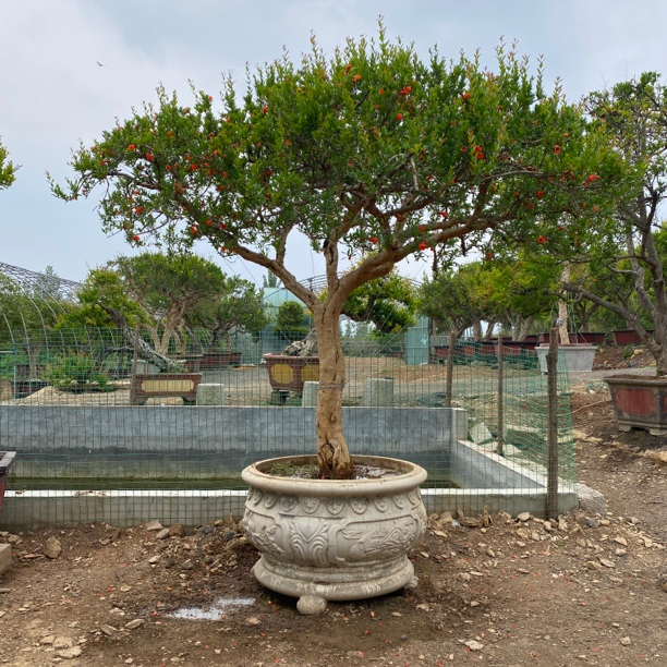 大红袍盆栽   拍前咨询客服