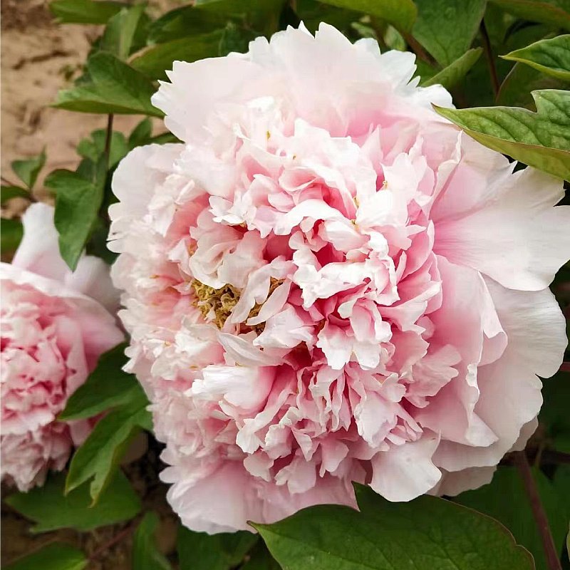 粉中冠牡丹花苗盆栽室内外庭院绿植正宗观赏重瓣牡丹花菏泽发货