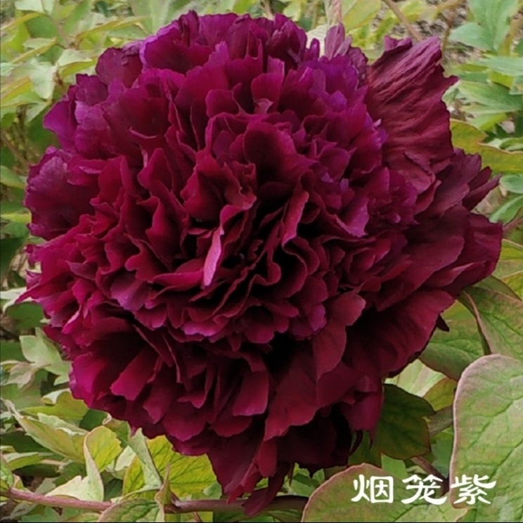 烟绒紫牡丹花苗大苗盆栽室内外庭院绿植正宗观赏重瓣牡丹花卉花苞