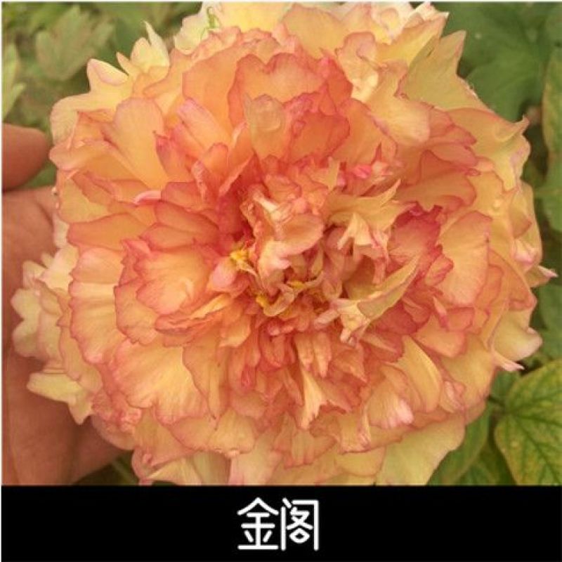 金阁牡丹花苗大苗盆栽室内外庭院绿植正宗观赏重瓣牡丹花卉带花苞