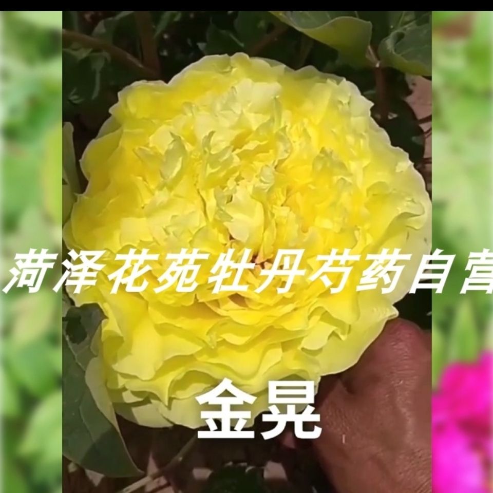 金晃牡丹花苗大苗盆栽室内外庭院绿植正宗观赏重瓣牡丹花卉带花苞