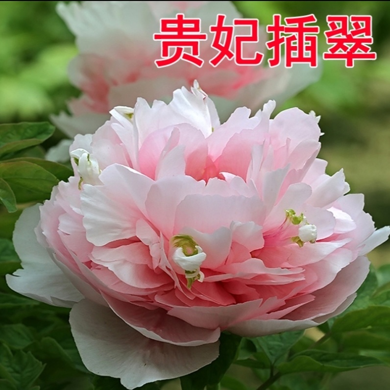 贵妃插翠牡丹花苗大苗盆栽室内外庭院绿植正宗观赏重瓣牡丹带花苞