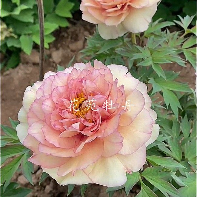 赤铜之辉牡丹花苗大苗盆栽室内外庭院绿植正宗观赏重瓣牡丹带花苞