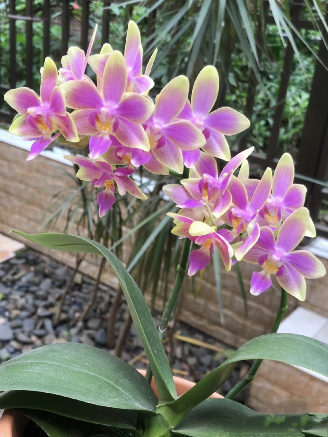 金树一代蝴蝶兰苗浓香续花爆花