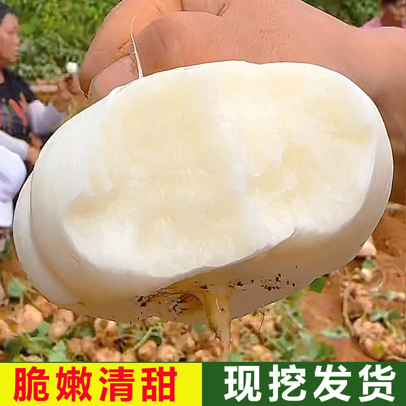湖北新鲜凉薯白地瓜地萝卜脆甜爽口现挖发货3斤/5斤/9斤蔬菜果