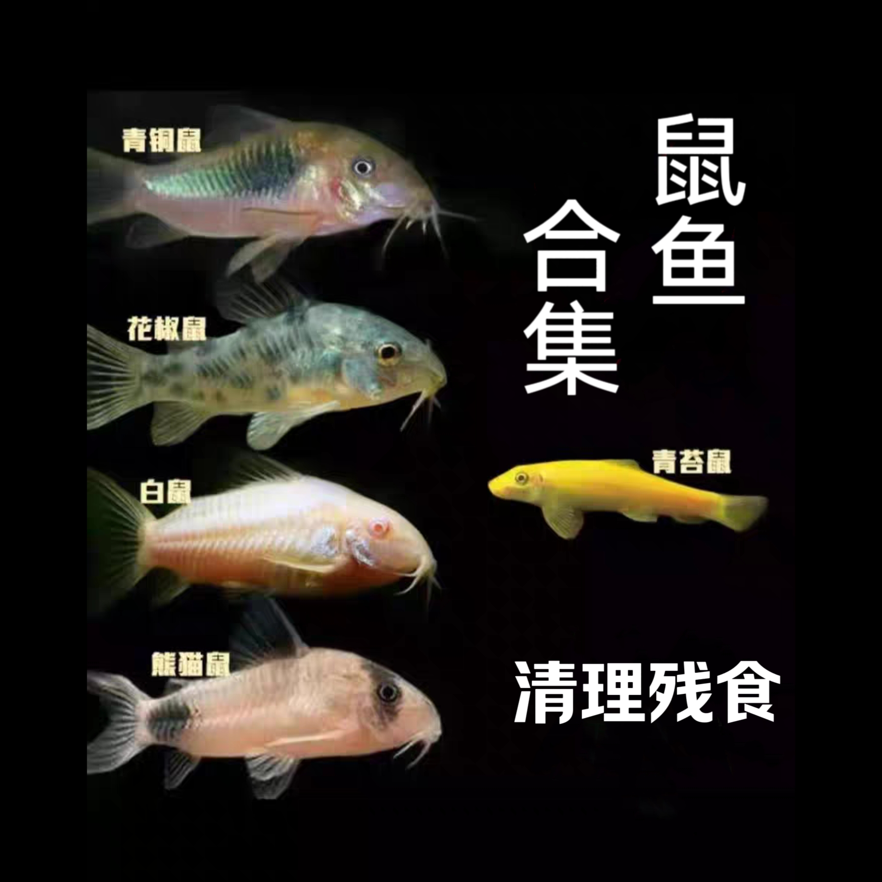 熊猫鼠 咖啡鼠 花椒鼠 白鼠 工具鱼 清缸鱼 精灵鼠鱼