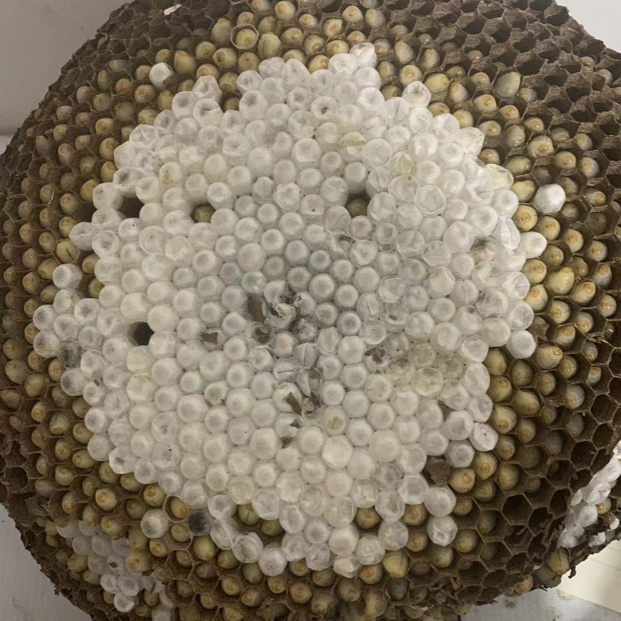 蜂巢群一群一拍，一物一拍