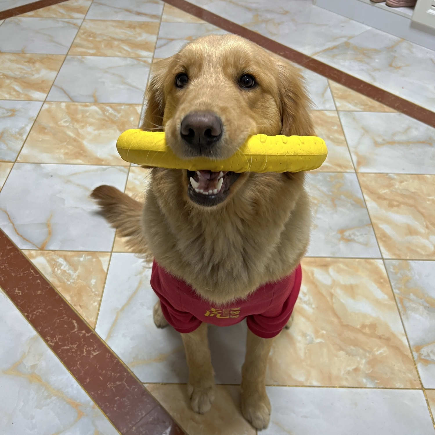 大型犬磨牙玩具球拉布拉多金毛边牧犬耐咬浮水大型犬玩具解闷神器